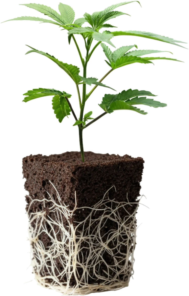 Plug Weeasy com muda de cannabis e sistema radicular saindo pela base